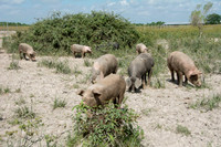 Harrison Hog Farm - July 21 2015 044