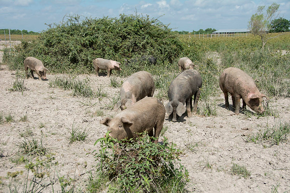 Harrison Hog Farm - July 21 2015 044