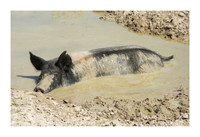 Harrison Hog Farm - July 21 2015 062