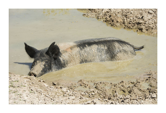 Harrison Hog Farm - July 21 2015 062