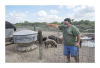 Harrison Hog Farm - July 21 2015 007