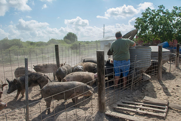 Harrison Hog Farm - July 21 2015 004