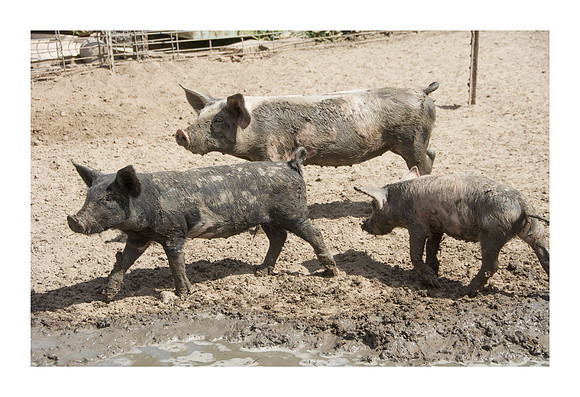 Harrison Hog Farm - July 21 2015 079
