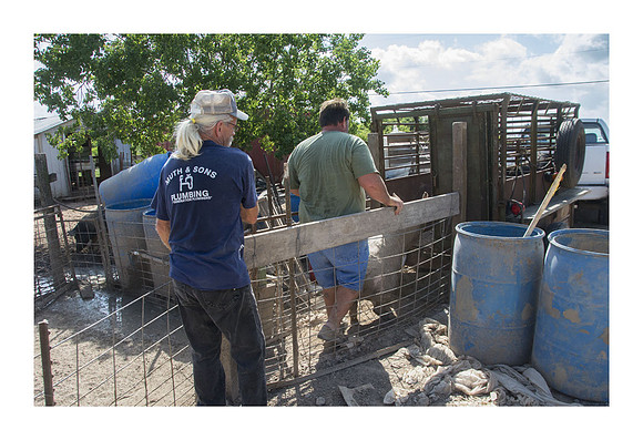 Harrison Hog Farm - July 21 2015 034