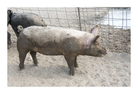 Harrison Hog Farm - July 21 2015 012