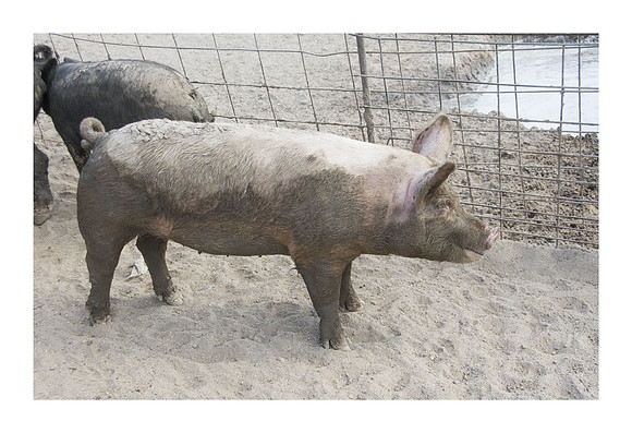 Harrison Hog Farm - July 21 2015 012