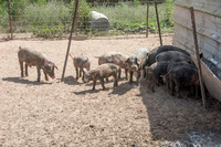 Harrison Hog Farm - July 21 2015 071