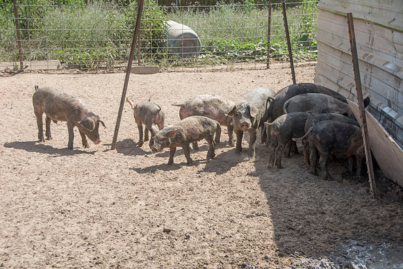 Harrison Hog Farm - July 21 2015 071