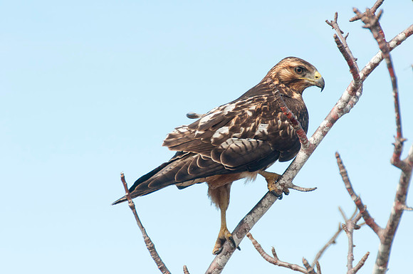 112 Galapagos - Isabella Island - Galapagos Hawk (Juvenile) - Jan 18 2011 114