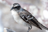 061 Galapagos - Genovese Island - Galapagos Mockingbird - Jan 17 2011 159