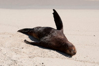 091 Galapagos - Genovese Island - Jan 17 2011 276