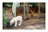 Tejas Heritage Farm favorites - May 12 2015 035