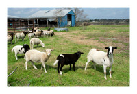 Hibiscus Hill Farm - March 3 2015 020