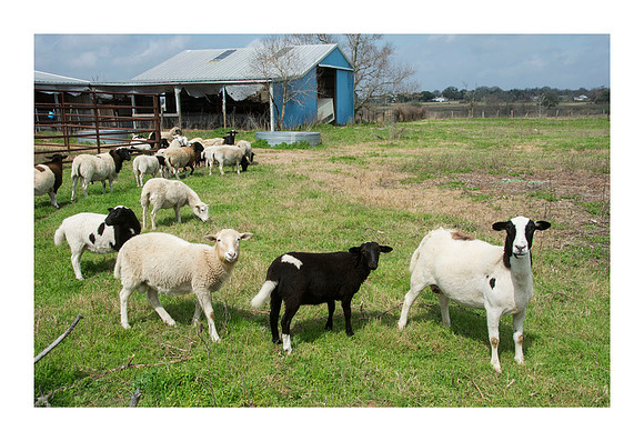 Hibiscus Hill Farm - March 3 2015 020