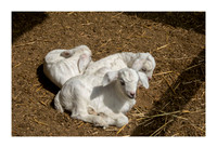 Hibiscus Hill Farm - March 3 2015 030