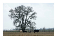 Hibiscus Hill Farm - March 3 2015 116