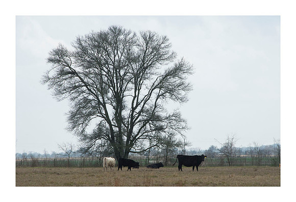 Hibiscus Hill Farm - March 3 2015 116