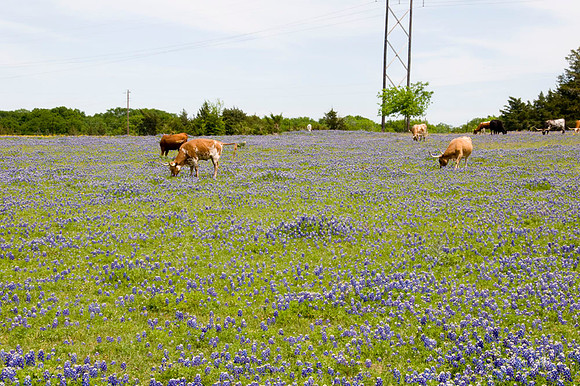 020 TX Wildflowers & Hill Country April 9-12 2010 022