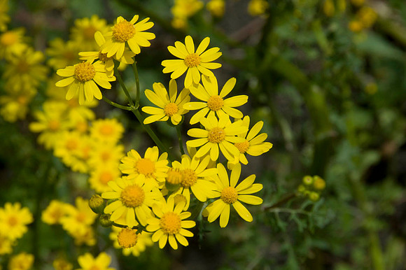 002 TX Wildflowers & Hill Country April 9-12 2010 005