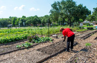 Plant It Forward - Guy - June 2 2015 030