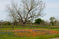 019 TX Wildflowers & Hill Country April 9-12 2010 021