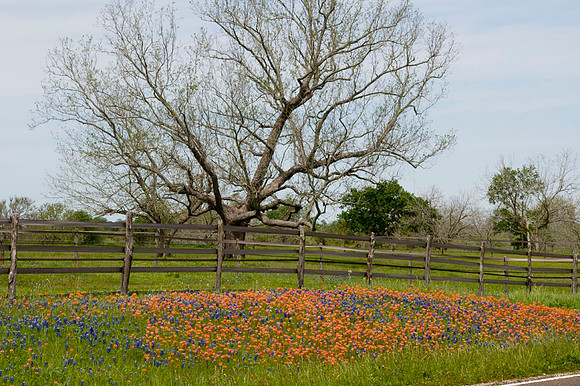019 TX Wildflowers & Hill Country April 9-12 2010 021