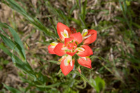 005 TX Wildflowers & Hill Country April 9-12 2010 013