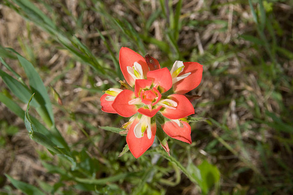 005 TX Wildflowers & Hill Country April 9-12 2010 013