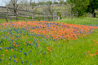 014 TX Wildflowers & Hill Country April 9-12 2010 015