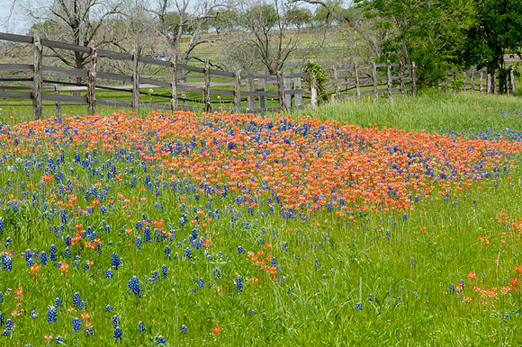 014 TX Wildflowers & Hill Country April 9-12 2010 015