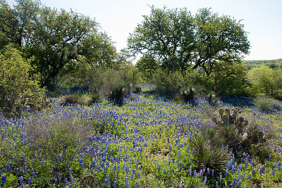 040 TX Wildflowers & Hill Country April 9-12 2010 062