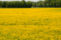Texas Hill Country