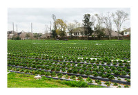 Atkinson Farms