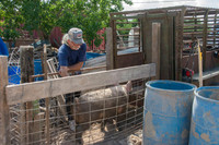 Harrison Hog Farm - July 21 2015 026