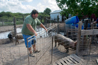 Harrison Hog Farm - July 21 2015 024