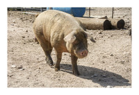 Harrison Hog Farm - July 21 2015 029