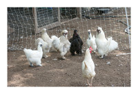 Renaissance Chicken Farm - Apr 7 2015 008a