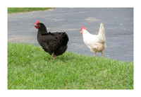 Renaissance Chicken Farm - Apr 7 2015 063a