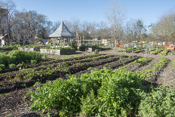 Last Organic Outpost - Jan 30 2016 057