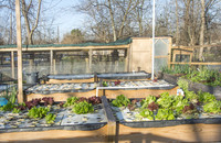 Last Organic Outpost - aquaponics - Jan 30 2016 008