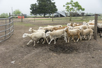 Yonder Way Farm - March 29 2016 024_1