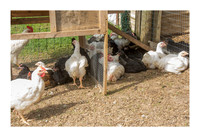 Renaissance Chicken Farm - Apr 7 2015 039a