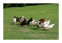 Renaissance Chicken Farm - Apr 7 2015 052a