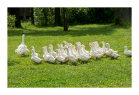 Renaissance Chicken Farm - Apr 7 2015 013a