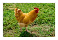 Renaissance Chicken Farm - Apr 7 2015 046a