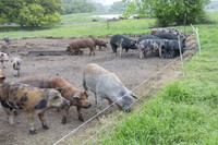 Yonder Way Farm - March 29 2016 053_1