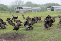 Yonder Way Farm - March 29 2016 097_1