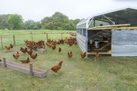 Yonder Way Farm - March 29 2016 034_1