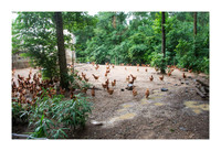 Tejas Heritage Farm favorites - May 12 2015 039