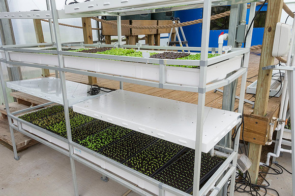 Sustainable Harvesters - Nov 2 2015 033